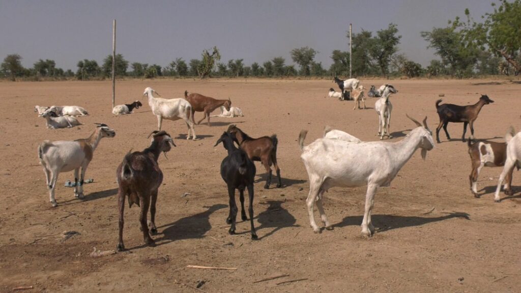 Cameroun : 01 civil tué et un autre blessé par Boko Haram à Moskota