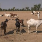 Cameroun : Un enfant-berger enlevé par des assaillants à Bamé